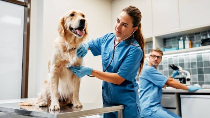 The Best Colleges For Veterinary Science 2027 The Best Colleges For Veterinary Science 2027